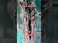 #nature#naturelover#amazing#wonfer#wondersofnature#shortsvedios#shortsfeed#trending