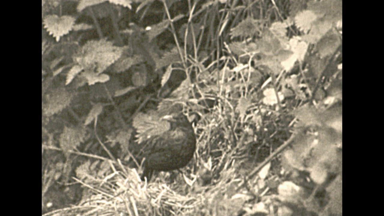 Moviestuff Retro Film Jitter 1080p