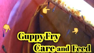 Guppy fish fry care in tamil | Guppy fry fast growth and colour | Guppy fry feed and care in tamil