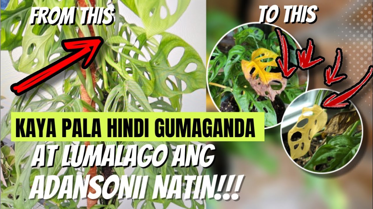 TOP 8 MISTAKES SA PAG AALAGA NG MONSTERA ADANSONII NATIN!