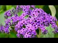 How to grow heliotrope