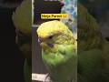 BUDGIE LOVER 🐦🦜 #youtubeshorts #shortvideo #pets #birds #shorts #trending #explore #shortsfeed#viral