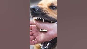 Street dog bite and rabies