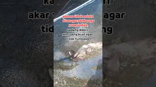 Download Lagu tetap semangat 👊⁉️ #storywa #quotes #catatanmotivasi MP3