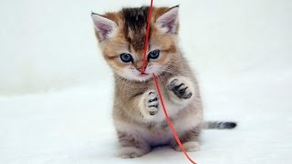 Смешные кошки Пушистая кошка просит поиграться Смешные кошки Пушистая кошка просит поиграться