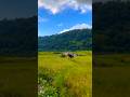 paddy field | beauty of village |#nature #villagelife #relaxing #naturalattraction #travelig