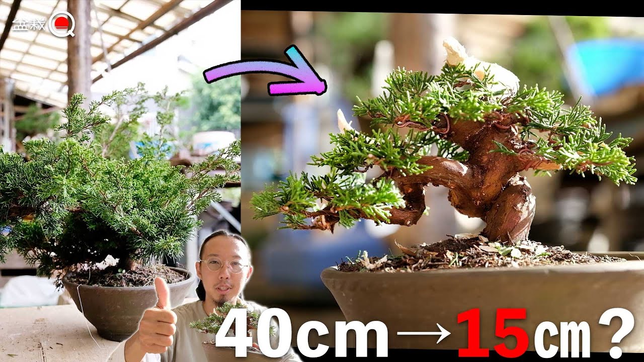 畑から上げた40㎝の真柏を15㎝の小品盆栽にする方法【盆栽Q】