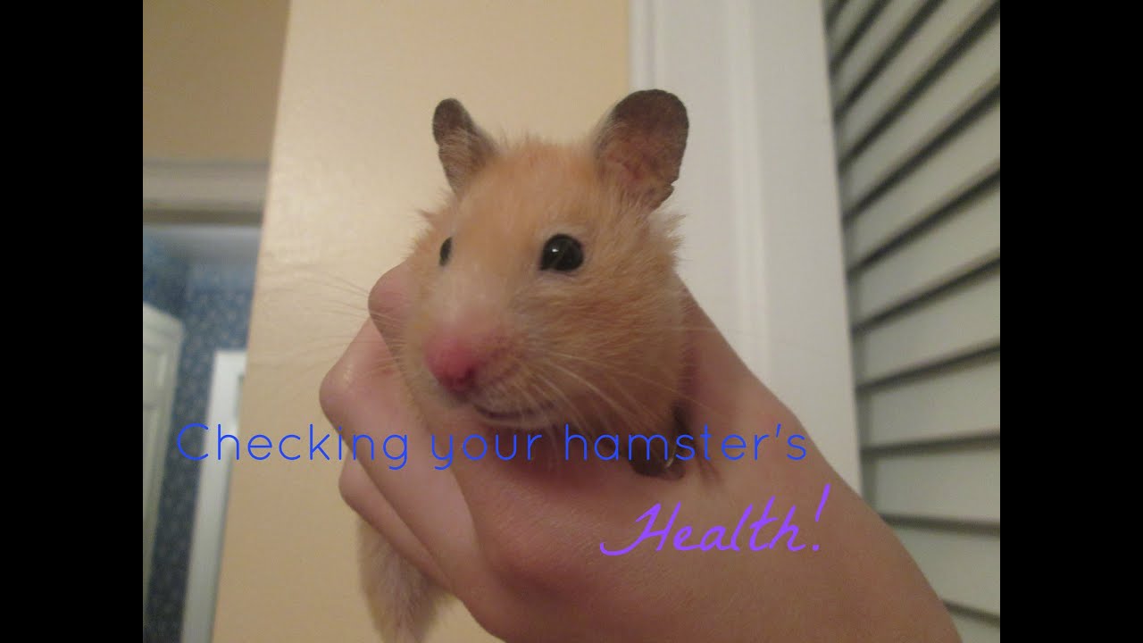 How To Check Your Hamster'S Health!