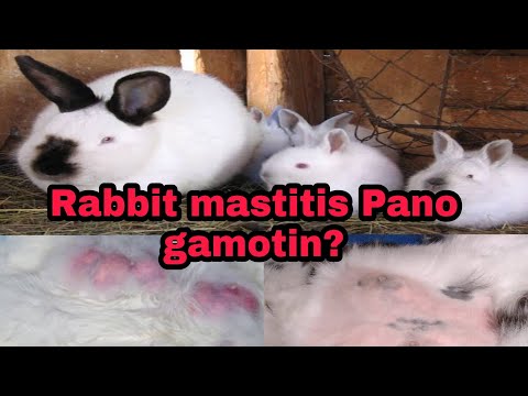 Video: Paano Ginagamot Ang Mastitis Sa Mga Pusa?