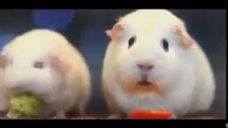 Memory hits hard - another hamster kinda thing with post-traumatic stress disorder | really sad :(