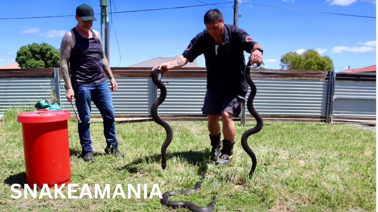 Series 1 Episode 9 - Tas Reptile Freak.￼