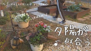 【ガーデニングvlog】３色のビオラで寄植え作ったら(3個)洒落たお庭になった！ビオラに合うカラーリーフを紹介♪ by まったり〜Happy garden life〜 8,118 views 6 months ago 10 minutes, 13 seconds