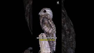 Potoo | The Ghost Bird and its Haunting Moans