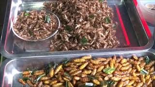 EDIBLE INSECTS, CRICKETS, GRASSHOPPERS, WORMS, EDIBLE INSECTS IN THAILAND