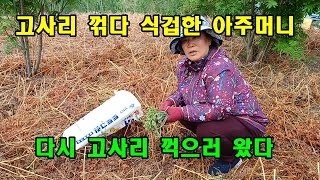 고사리 꺾다 식겁한 아주머니 다시 고사리 꺾으러 산에 왔다. 고사리가 지천이다. by 약초꾼 이형설 9,930 views 2 days ago 13 minutes, 22 seconds