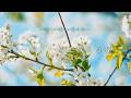 途中広告なし【Playlist】一輪、一輪と数える春 | 作業用BGM | Chill & Relax