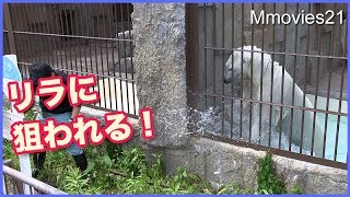 隠れて飼育員さんを驚かすリラ〜Polar Bears hiding, ｓurprise the keeper