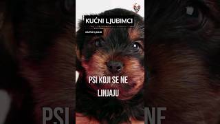 🐕 Ovi psi ne puštaju dlaku!!!