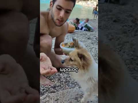 Βίντεο: Έγκριση σκύλου της εβδομάδας - Τζάκσον