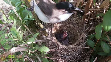 The cuckoo was pushing the bird in its nest and was thrown out by its mother杜鹃鸟的报应来了，在窝里推小鸟，被鸟妈妈扔了出去