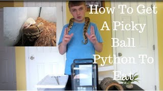 Famous How To Get A Picky Ball Python To Eat - Benjamin's Exotics Profile