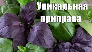 БАЗИЛИК СУШУ САМА.ЧИТАЙТЕ ОПИСАНИЕ ПОД ВИДЕО👇 БАЗИЛИК СУШУ САМА.ЧИТАЙТЕ ОПИСАНИЕ ПОД ВИДЕО👇