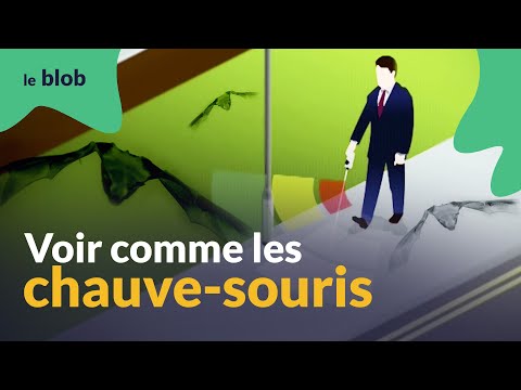 Vidéo: Comme La Chauve-souris Voit