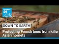 French beekepers prepare for killer Asian hornets to emerge from hibernation • FRANCE 24 English