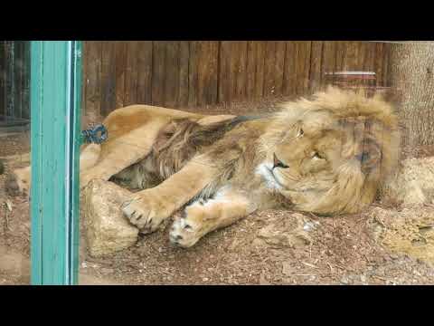 Video: Zmenšuje Sa život Zvierat V Zoologických Záhradách?