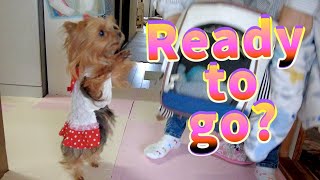 【Small and cute Yorkshire terrier dog】Preparing before a walk is fun💦😂