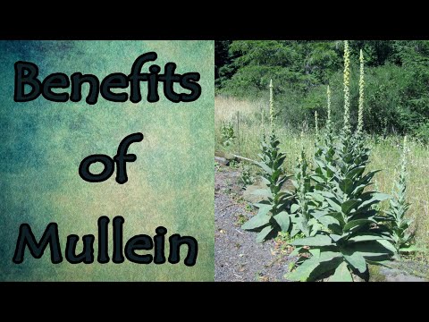 Видео: Mullein ургамлын хэрэглээ: Цэцэрлэгт муллейн ургамлыг хэрхэн ашиглах вэ