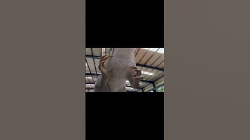 animatronic D-Rex #dinosaur , all it needs is teeth , looking forward the final #dinosaurpuppet