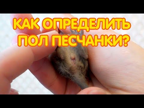 Вопрос: Насколько чистоплотны песчанки?