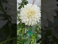 My Little Garden - Dahlia White Perfection #purejoyskitchen #gardening #colors #white #dahlias