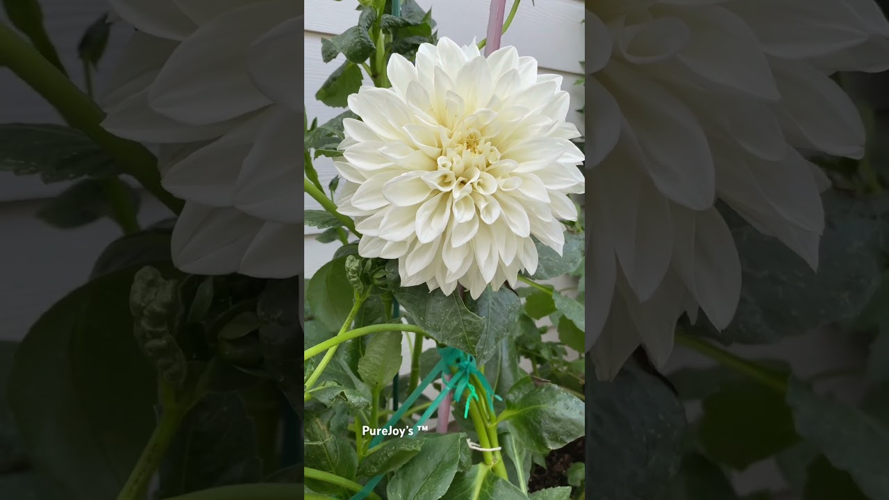 My Little Garden - Dahlia White Perfection 