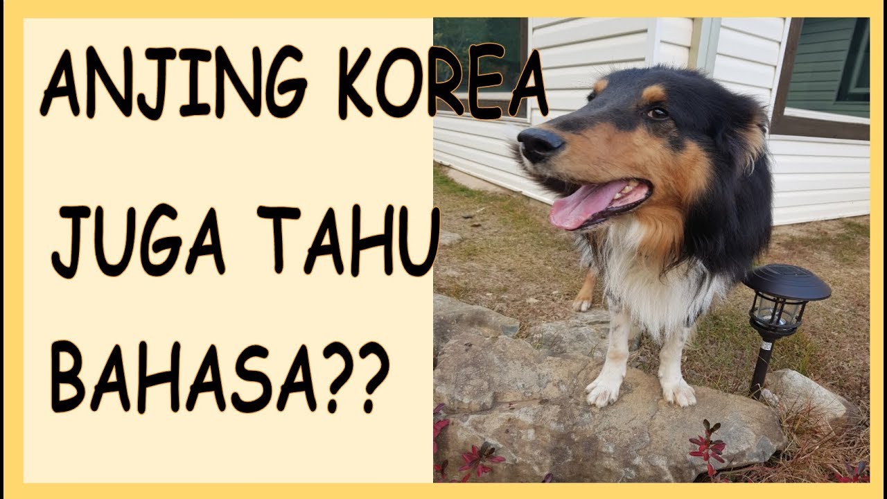 Anjing Orang Korea Bisa Bahasa Indonesia Youtube