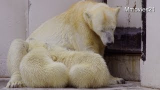 遊んで飲んで眠って・・双子のホッキョクグマ~Polar Bear twin cubs