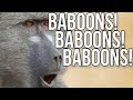 Baboons!