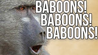 Baboons!