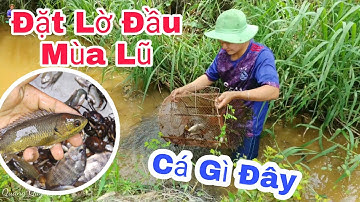 ĐẶT LỜ BẮT CÁ ĐẦU MÙA NƯỚC NỔI • Cách Bắt Cá Nhanh Gọn Lẹ  | Quang Quy Vlog