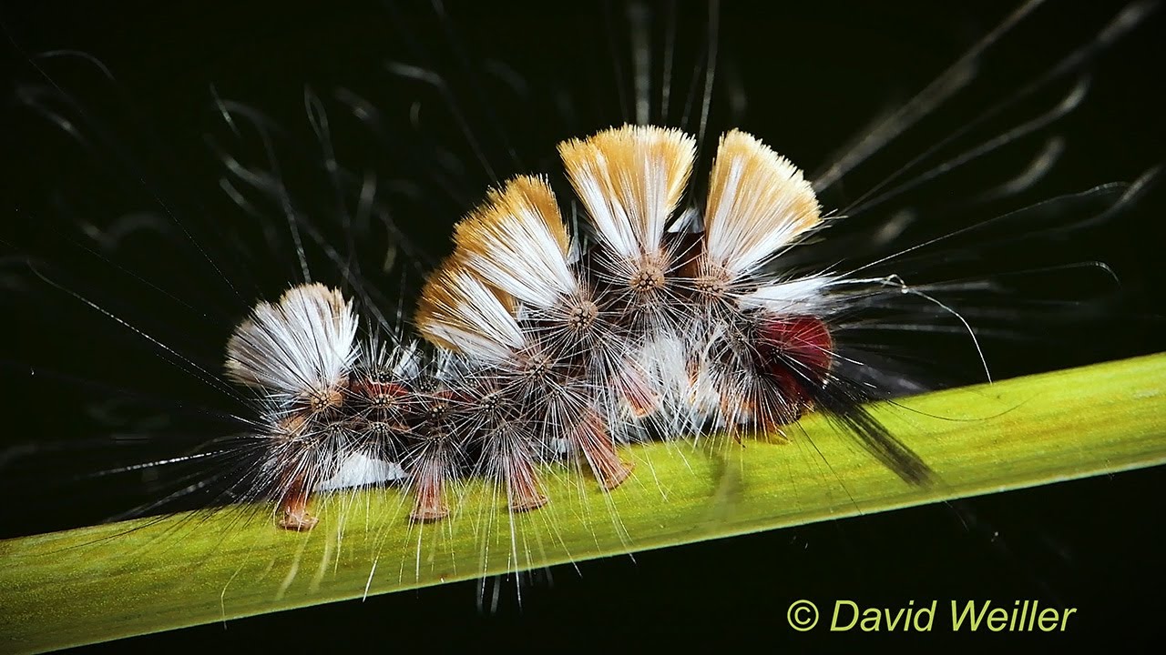 Have You Ever Seen a Self-Cleaning Brush?