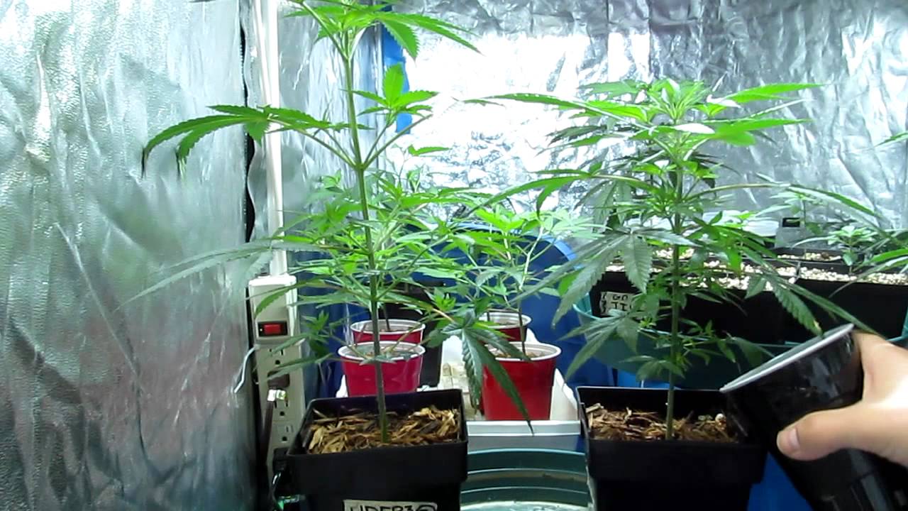 How to Water Cannabis Plants