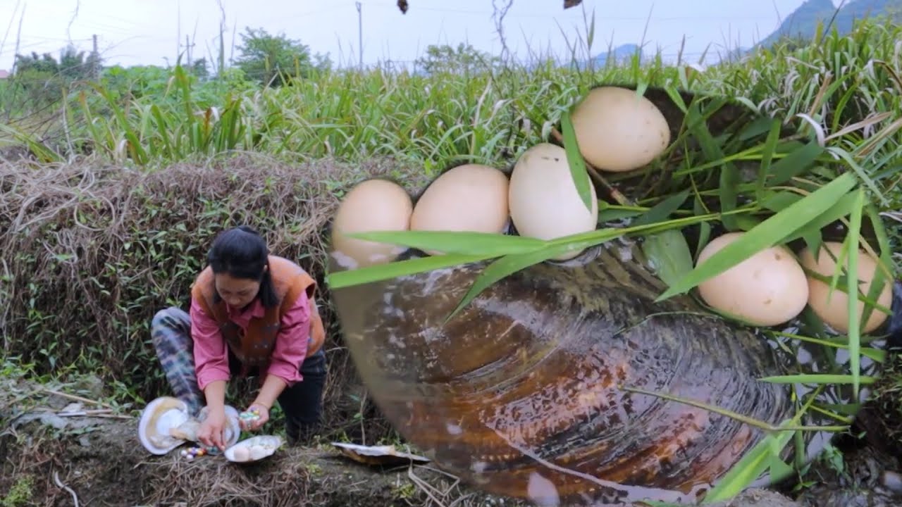 How many eggs and many colorful pearls are produced from the shells of golden turtles and clams