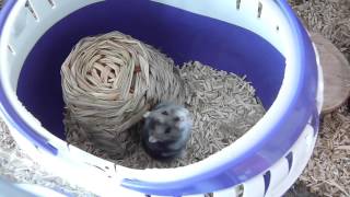 Cleaning The Hamster Cage VLOG @CreatureGlen