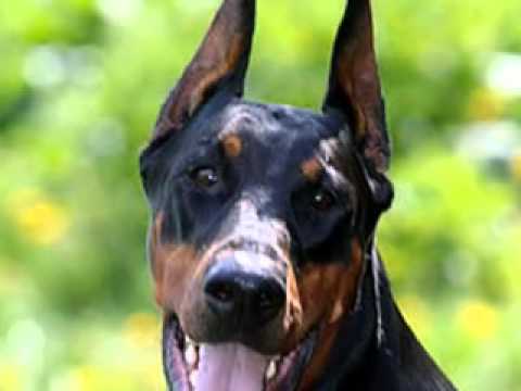 doberman and rottweiler comparison doberman and rottweiler comparison www pixshark images galleries with a bite doberman and rottweiler comparison doberman and rottweiler comparison www pixshark images galleries with a bite