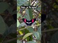 Beautiful Butterfly Does this butterfly stay… or take off?  #shorts