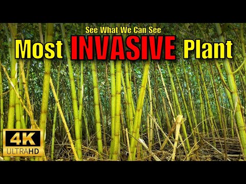 Japanese Knotweed: The Invincible Plant You Can't Get Rid Of