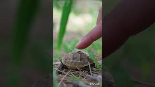 Why Do Turtles Hate Black Color #shorts #shortfeed #youtubeshorts
