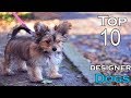 Top 10 designer dogs