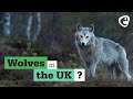 Can Wolves return to the UK?